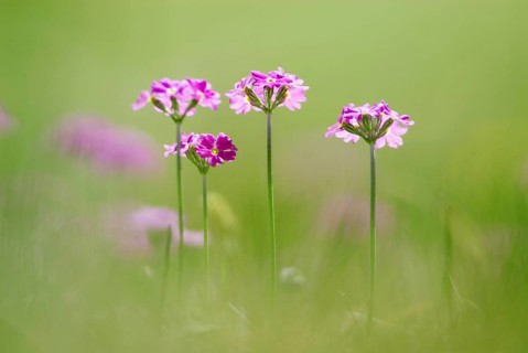 Bird's-eye primrose (Primula Farinosa) on a mountain meadow near Wallgau, Upper Bavaria, Germany,