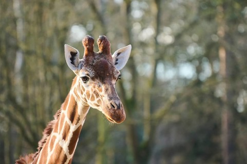 Reticulated giraffe (Giraffa camelopardalis reticulata), portrait, captive, Germany, Europe