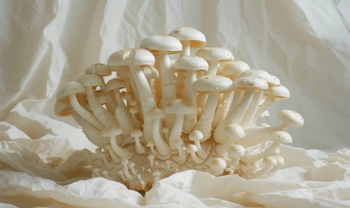 Shimeji mushrooms on white fabric background. Shimeji mushrooms. AI generated