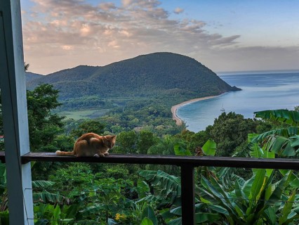 A red cat on a terrace in the foreground, in the background the beach Grande Anse on Basse Terre,