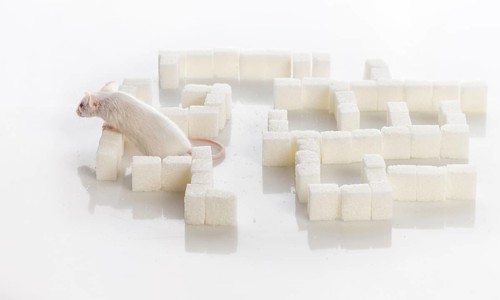 White laboratory mouse in a maze of sugar cubes, diabetes concept