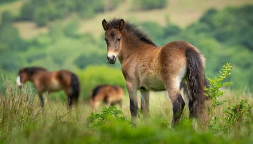 KI generated, animal, animals, mammal, mammals, biotope, habitat, one, individual, foraging,