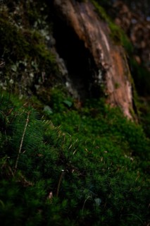 Spruce seedling (Picea abies) growing in moss, in the background a tree hollow, Neubeuern, Germany,
