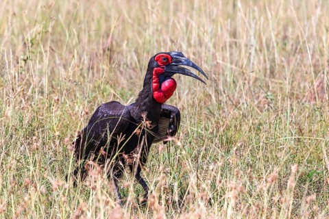 Southern ground hornbill (Bucorvus leadbeateri) in the grass on the savanna in east africa, Maasai
