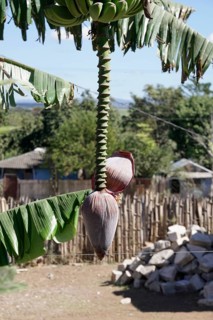 Banana (Musa paradisiaca), opened banana blossom, Trinidad, Cuba, Central America