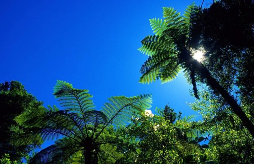 Fern trees, Abel Tasman National Park, South Island, New Zealand, Oceania