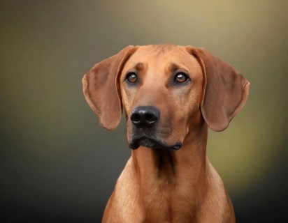 Dog, young dog, puppy, Rhodesian Ridgeback, recognised dog breed from South Africa (picture AI