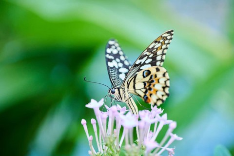 Lime butterfly (Papilio demoleus) sitting on a flower, Germany, Europe