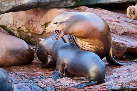 California sea lion (Zalophus californianus) lying on a rock, captive, Germany, Europe
