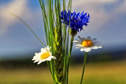 Cornflower (Centaurea cyanus), mayweed (Matricaria), green barleys (Hordeum vulgare), field