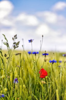 Red poppy flower (Papaver rhoeas), green barleys (Hordeum vulgare), cornflowers (Centaurea cyanus),