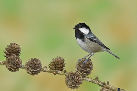 Coal tit (Parus ater), sitting on cones of a larch (Larix), Wilnsdorf, North Rhine-Westphalia,