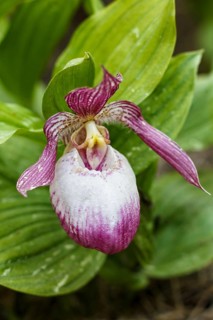 Beautiful orchids of different colors on green background in the garden. Lady's-slipper hybrids.