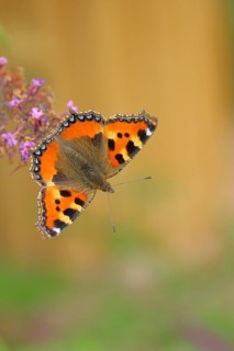 Small tortoiseshell (Aglais urticae), on butterfly bush or butterfly-bush (Buddleja davidii),