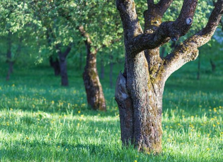 Blooming apple trees in spring park