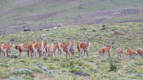 Guanaco (Llama guanicoe), Huanaco, herd, Torres del Paine National Park, Patagonia, end of the