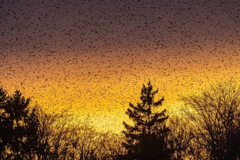 Natural spectacle in the Swabian Alb. Flocks of bramblings (Fringilla montifringilla) spend the