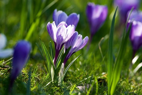 Lilac spring crocus (Crocus Vernus Vernus)