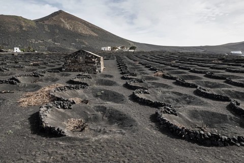 Wine growing in volcanic ash pits protected by dry stone walls, Yaiza, Lanzarote, Canary Islands,