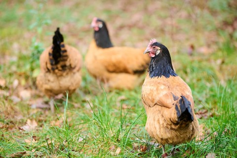 Chicken (Gallus gallus domesticus), 'Vorwerk', on a meadow, Bavaria, Germany, Europe