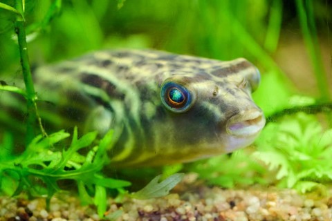 Pufferfish in an aquarium, Bavaria, Germany, Europe