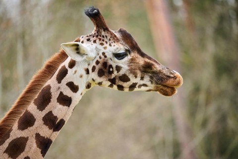 Reticulated giraffe (Giraffa camelopardalis reticulata), portrait, captive, Germany, Europe