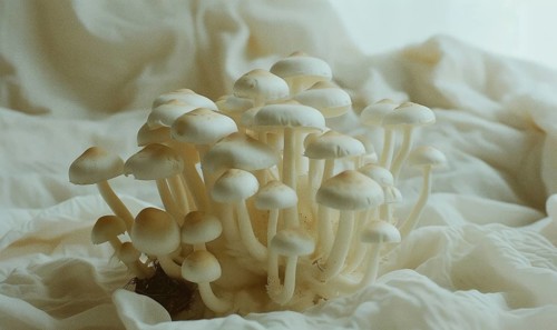 Shimeji mushrooms on white fabric background. Shimeji mushrooms. AI generated