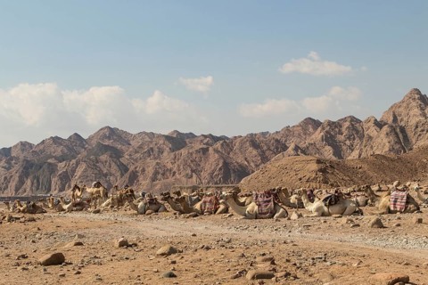 A group of camels resting in a rocky desert with mountains on background. Egypt, the Sinai