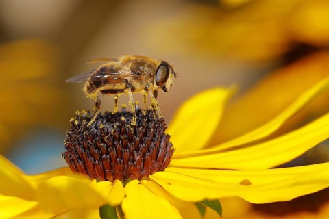 Dronefly (Eristalis tenax) on yellow coneflower (Echinacea paradoxa), Wilnsdorf, North