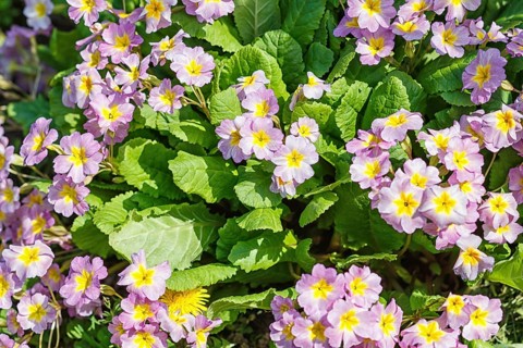 Primrose or primula in the spring garden. Purple, pink, yellow, white primroses in spring garden