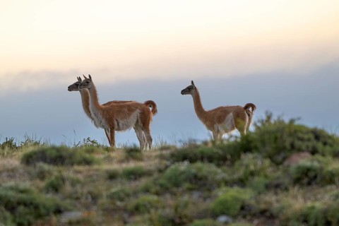 Guanaco (Llama guanicoe), Huanako, group in the evening light, Torres del Paine National Park,