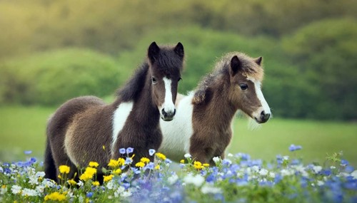 KI generated, animal, animals, mammal, mammals, biotope, habitat, two, flower meadow, foraging,