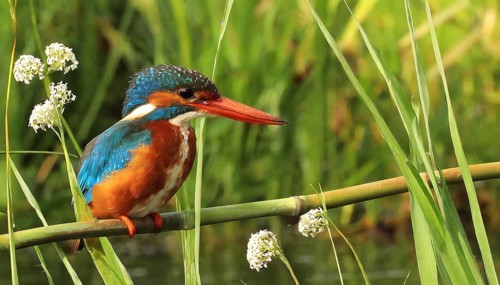 KI generated, animal, animals, bird, birds, biotope, habitat, a, individual, water, perch, reeds,