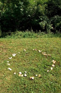 Fairy ring, mushrooms growing in a circle