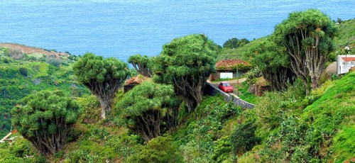 La Tosca Dragon Trees (Dracaena Draco) La Palma, Canary Islands, Spain, Europe