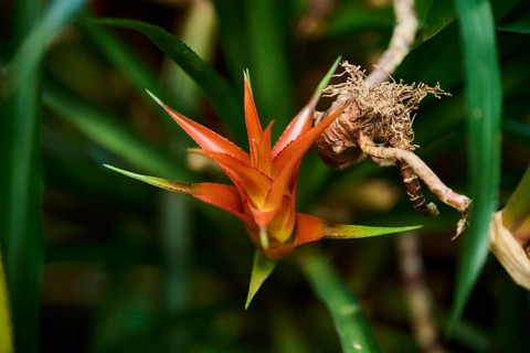 Droophead tufted airplant (Guzmania lingulata) flower growing in a greenhouse, Bavaria, Germany,