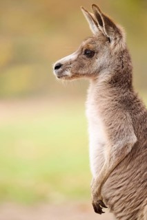 Western grey kangaroo (Macropus fuliginosus), portrait, Germany, Europe
