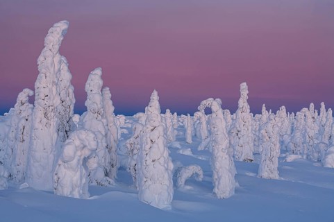 Snow-covered trees in tundra, Arctic, evening light, winter, Dalton Highway, Alaska, USA, North