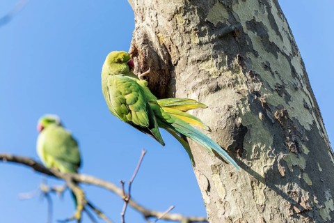 Rose-ringed parakeet (Psittacula krameri) hanging from a tree at the breeding den, wildlife,