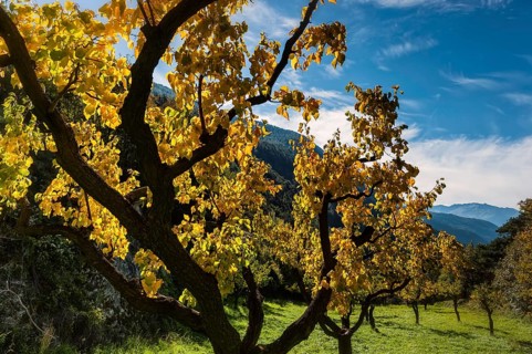 Apricot trees in autumn, agriculture, fruit, apricot, orchard, autumnal, foliage, tree, deciduous