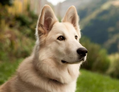 Dog, young dog, White Swiss Shepherd, Berger Blanc Suisse, recognised dog breed from Switzerland