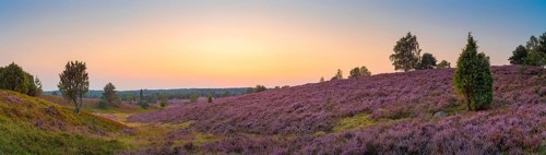 View of the landscape of the Lueneburg Heath, sunset, panorama, landscape format, evening light,
