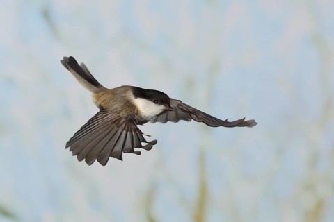 Willow Tit (Parus montanus), in flight, high speed aerial photograph, winter, animals, birds,