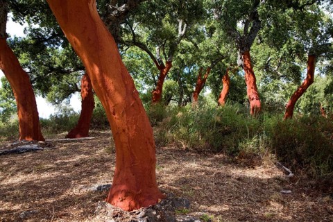 Red tree trunks freshly harvested bark Quercus suber, Cork oak, Sierra de Grazalema natural park,