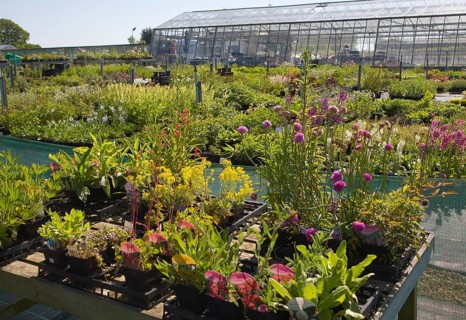 Potted plants on sale at Katie's nursery, Newbourne, Suffolk, England, United Kingdom, Europe