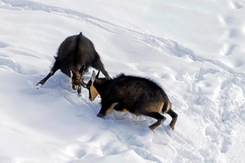 Two chamois (Rupicapra rupicapra) males fighting in the snow in winter during the rut in the