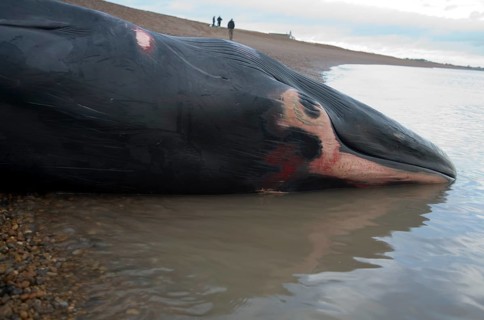 Fin Whale, Balaenoptera physalus, washed up dead on Shingle Street, Suffolk, England, United