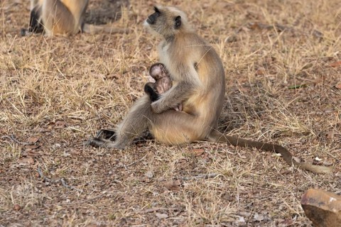 Gray langurs (Semnopithecus entellus), mother and the newborn baby, sitting on the ground in the