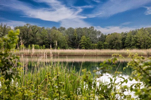 Isola della Cona, nature reserve, island of Grado, north coast of the Adriatic Sea, Friuli, Italy,