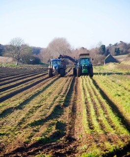Farm machinery harvesting a winter carrot crop in a field, Ramsholt, Suffolk, England, United